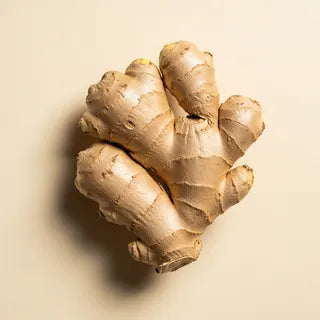 Ginger Root — Zingiber officinale