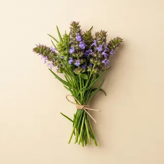 Hyssop Herb — Hyssopus officinalis